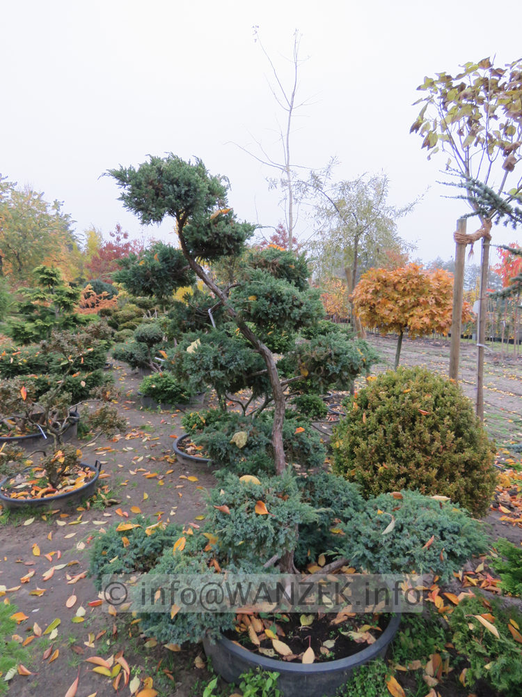 Juniperus chinensis Blauer Schwede Bonsai 02a.JPG